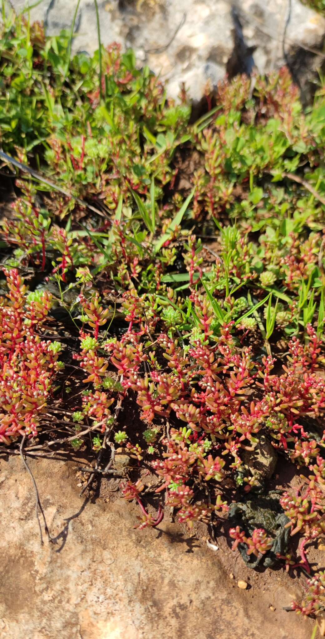 Sivun Sedum microcarpum (Sibth. & Sm.) S. Schönland kuva