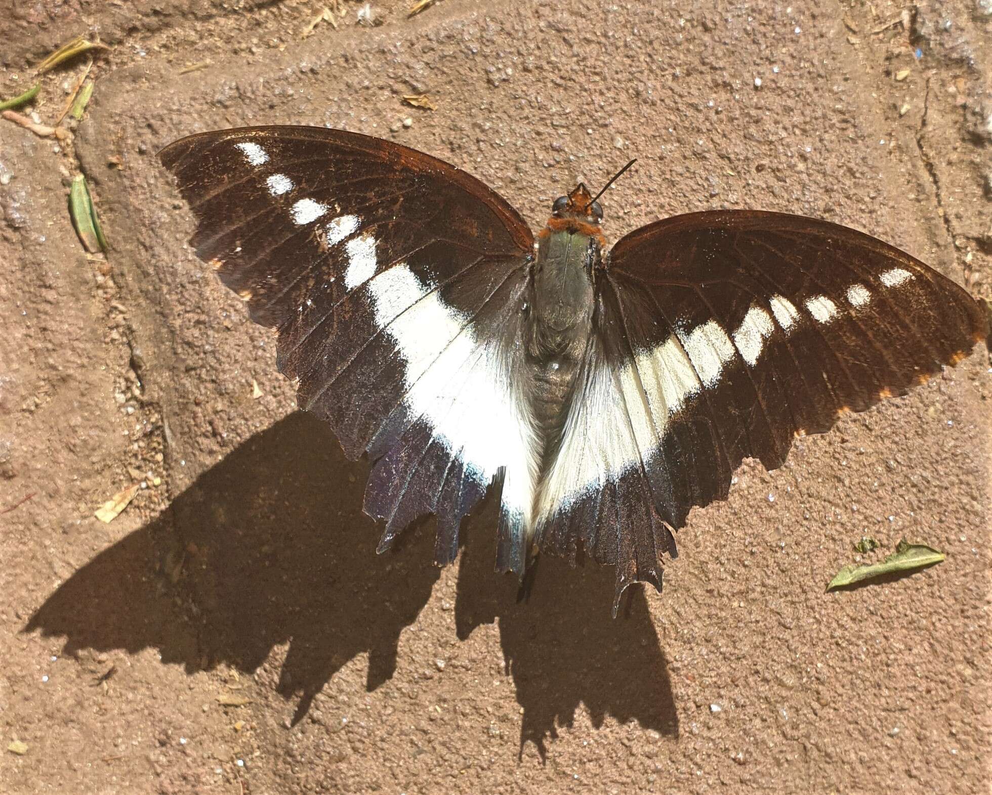 Image of Charaxes brutus