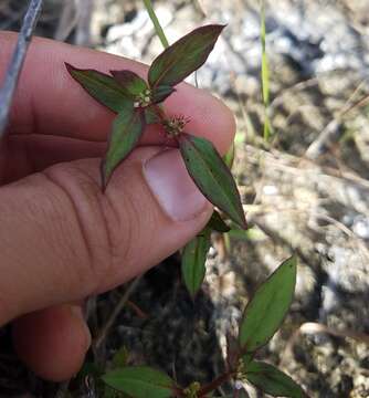 Imagem de Spermacoce keyensis Small