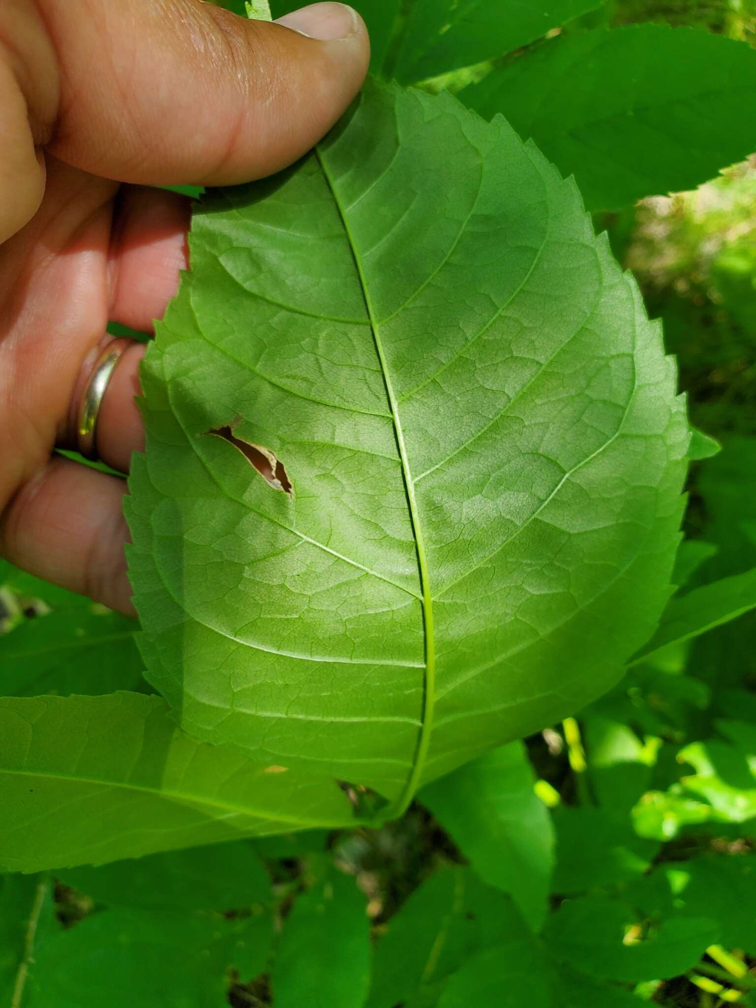 Image of Ash Leaf-roller