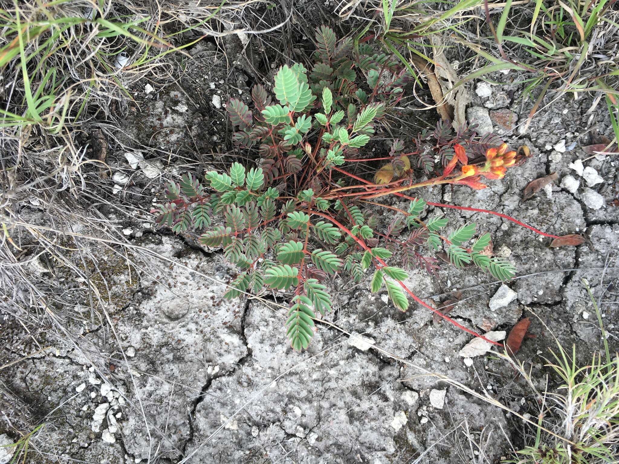 Image of Hoffmannseggia oxycarpa subsp. arida B. B. Simpson