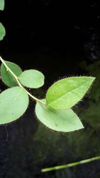 Imagem de Gaultheria nubigena (R. Phil.) B. L. Burtt & Sleum.