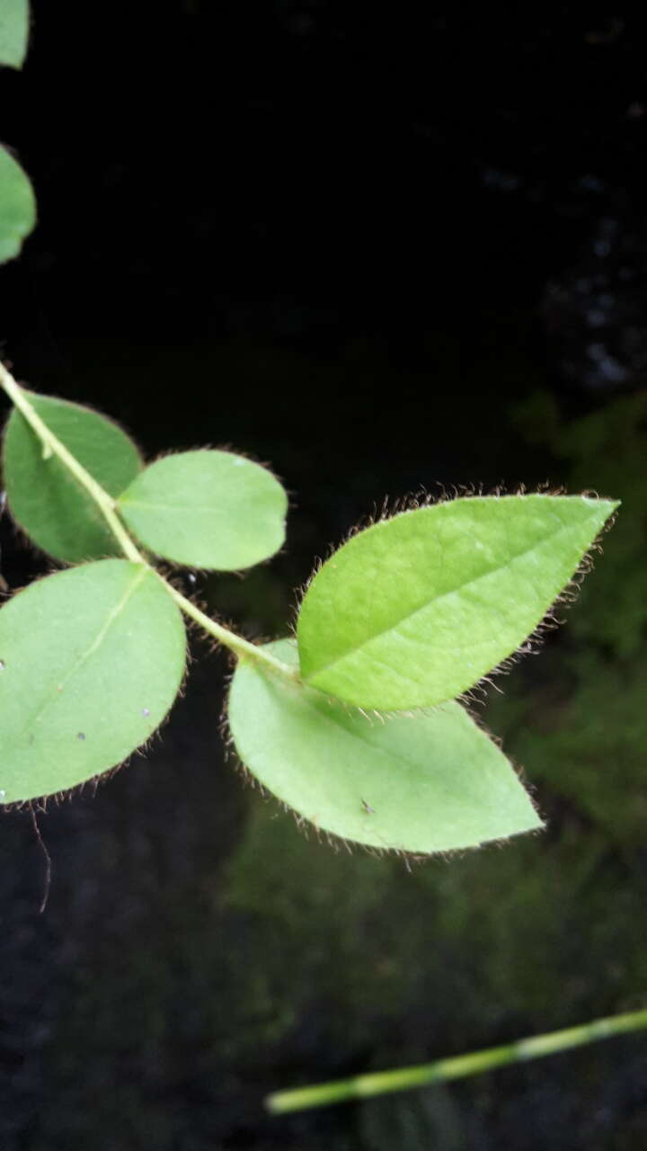 Sivun Gaultheria nubigena (R. Phil.) B. L. Burtt & Sleum. kuva