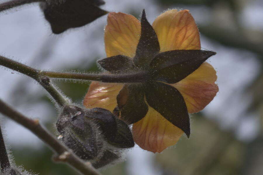 Image of Abutilon haenkeanum K. Presl