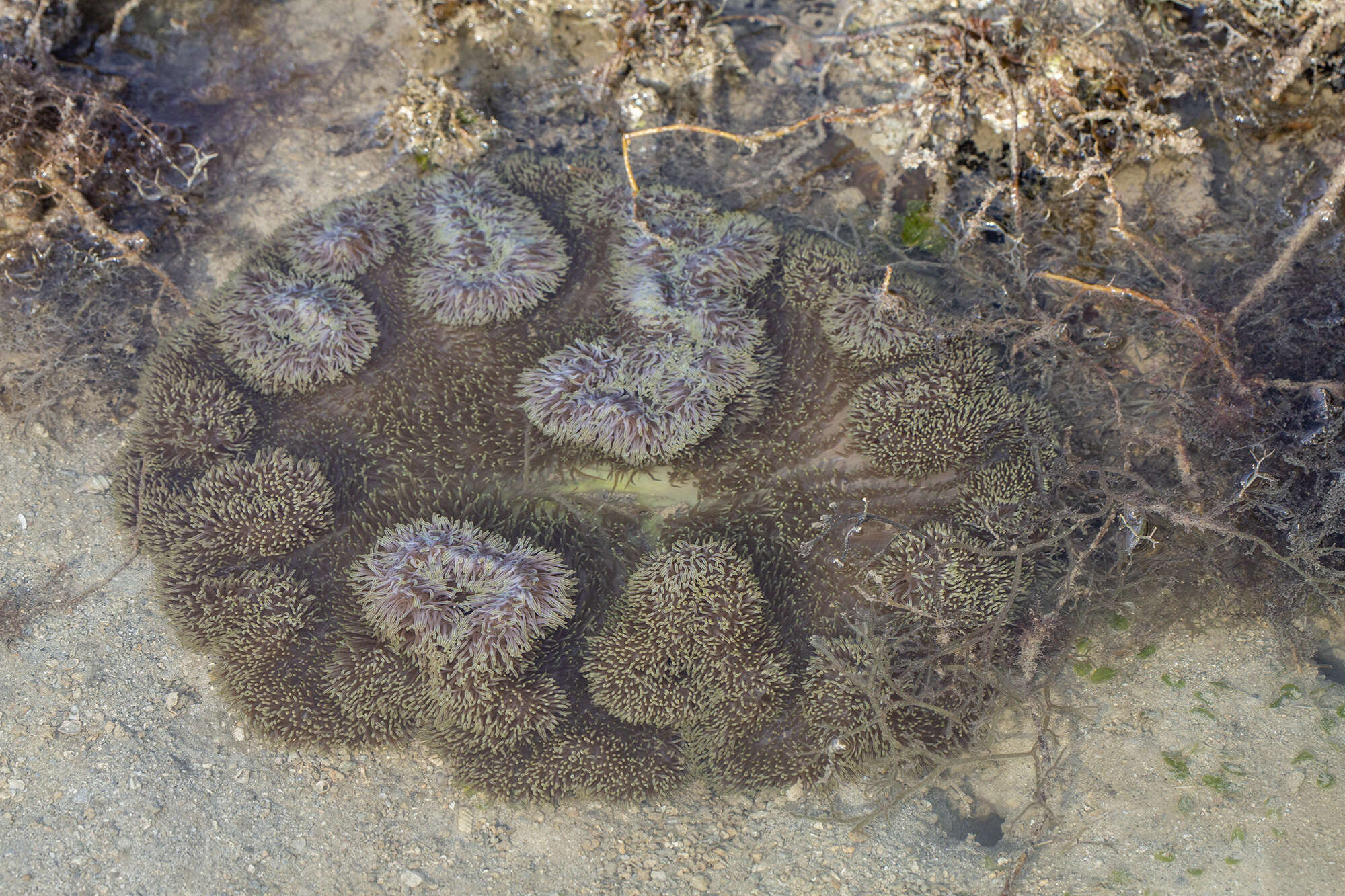 Image of Gigantic sea anemone