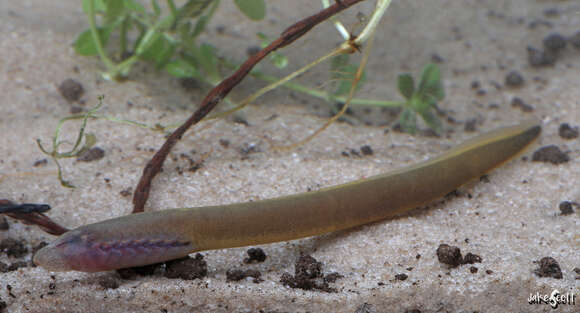 Image of Southern brook lamprey