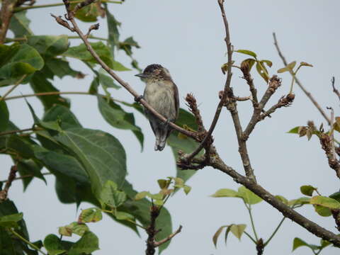 Image of Grayish Piculet