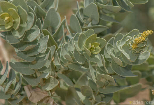 Image of Atriplex farinosa Forsk.