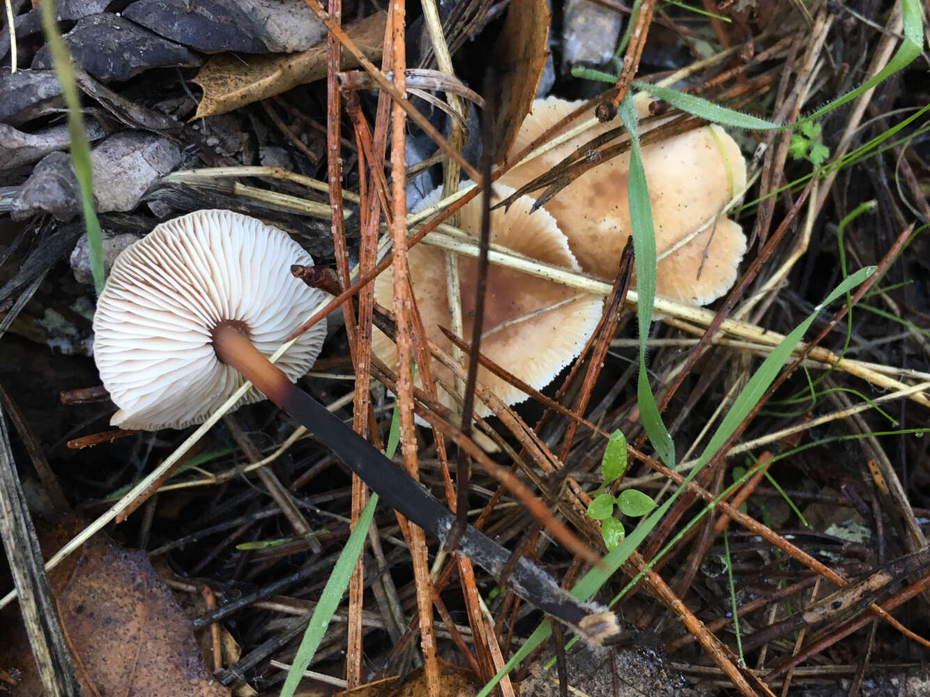 Image of Gymnopus brassicolens (Romagn.) Antonín & Noordel.