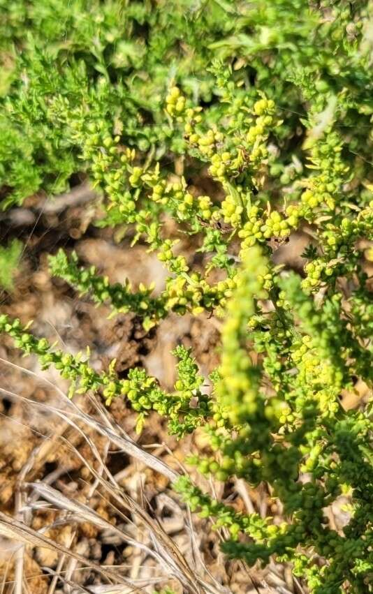 Image of cutleaf goosefoot