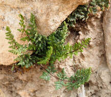 Plancia ëd Oeosporangium pteridioides subsp. acrosticum (Balb.) Fraser-Jenk. & Pariyar