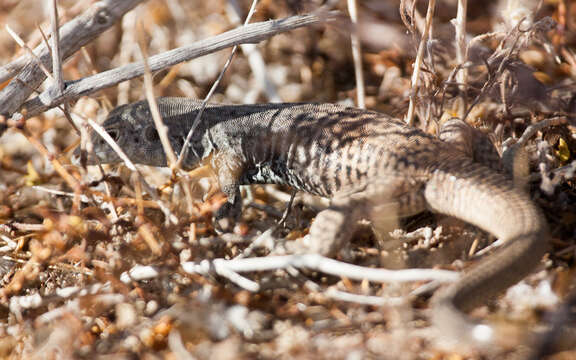 Sivun Aspidoscelis tigris tigris (Baird & Girard 1852) kuva