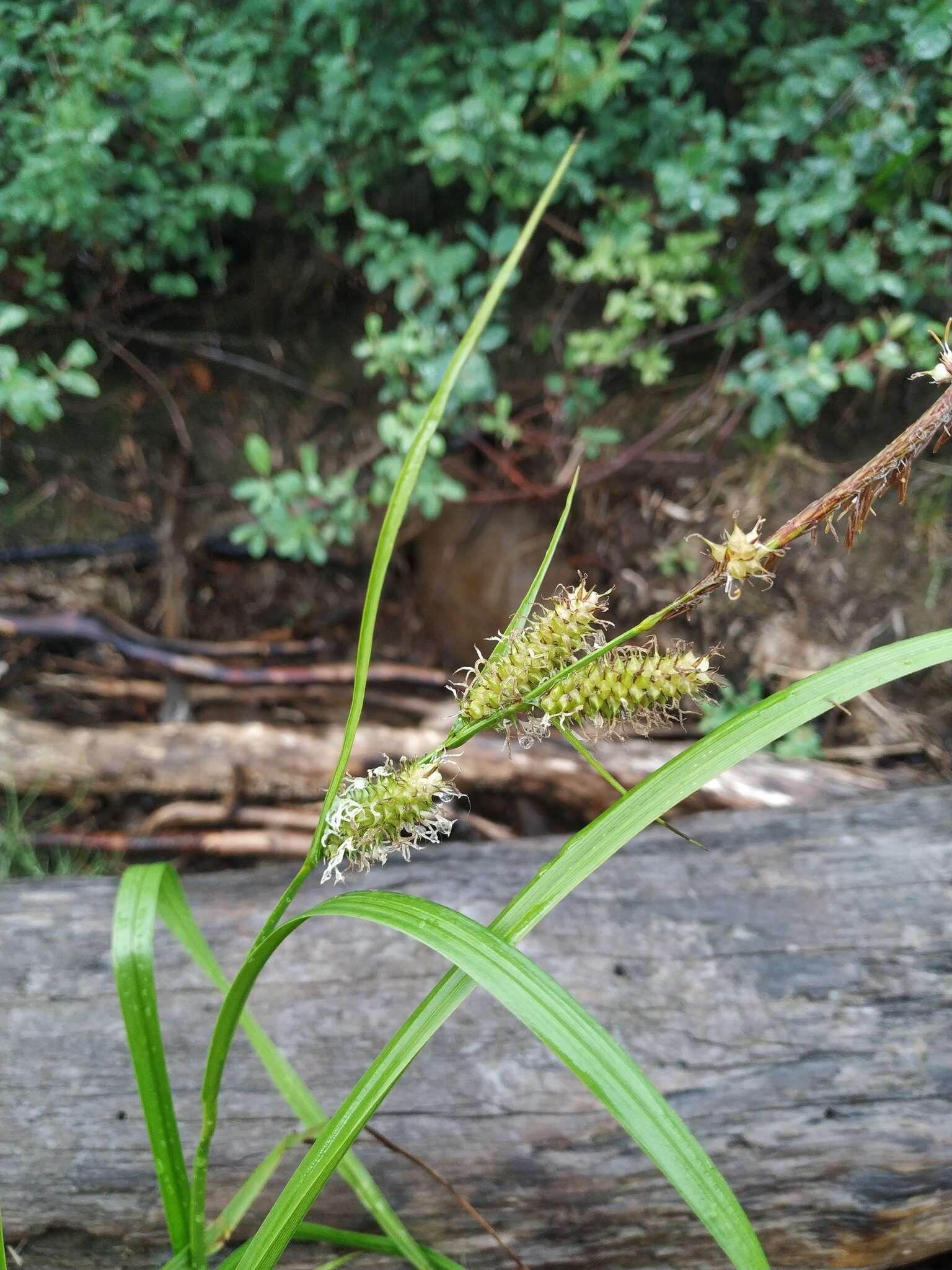 Image of Carex mollissima Christ ex Scheutz