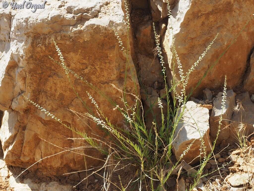 Image of Anarrhinum forskaohlii (J. F. Gmel.) Cuf.