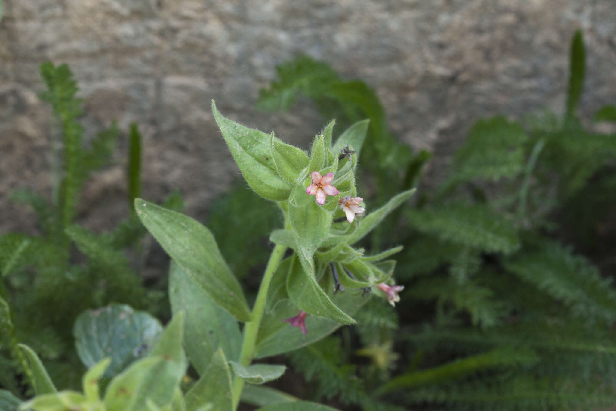 Слика од Arnebia ugamensis (M. Pop.) Riedl