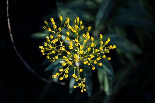 Image de Senecio serratuloides DC.