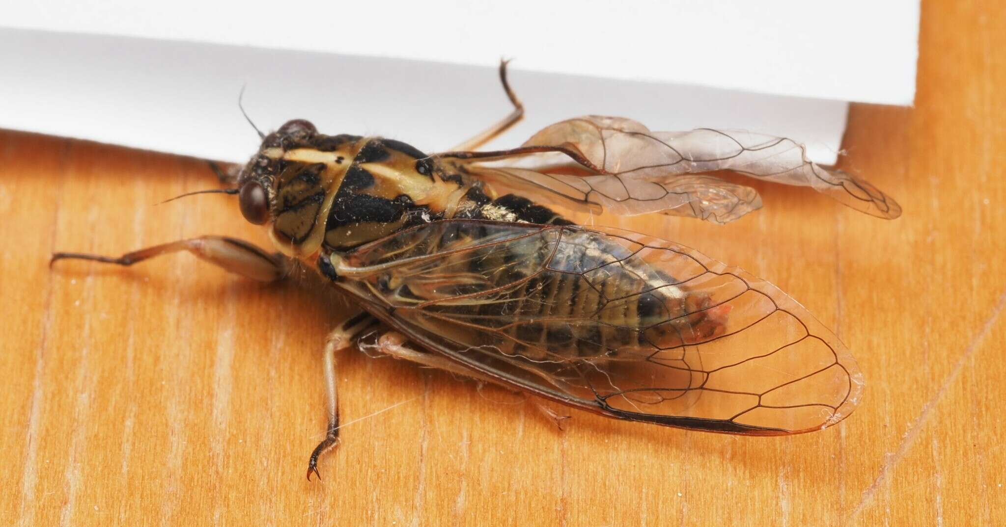 Image of variable cicada