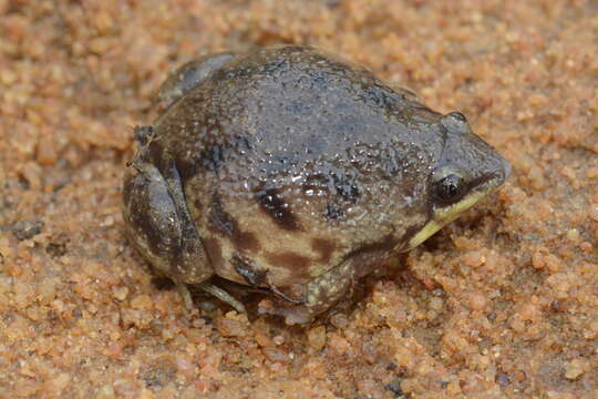 Image of Marbled Snout-burrower