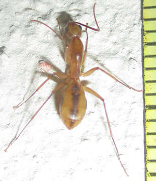 Image of Camponotus hova Forel 1891