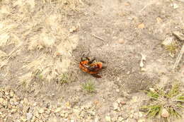 Sivun Bombus rubicundus Smith 1854 kuva