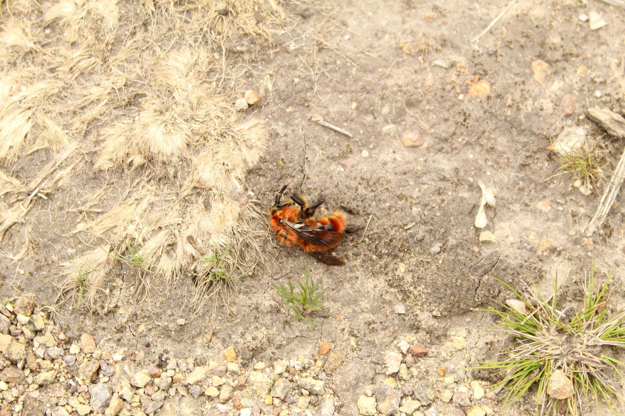 Sivun Bombus rubicundus Smith 1854 kuva