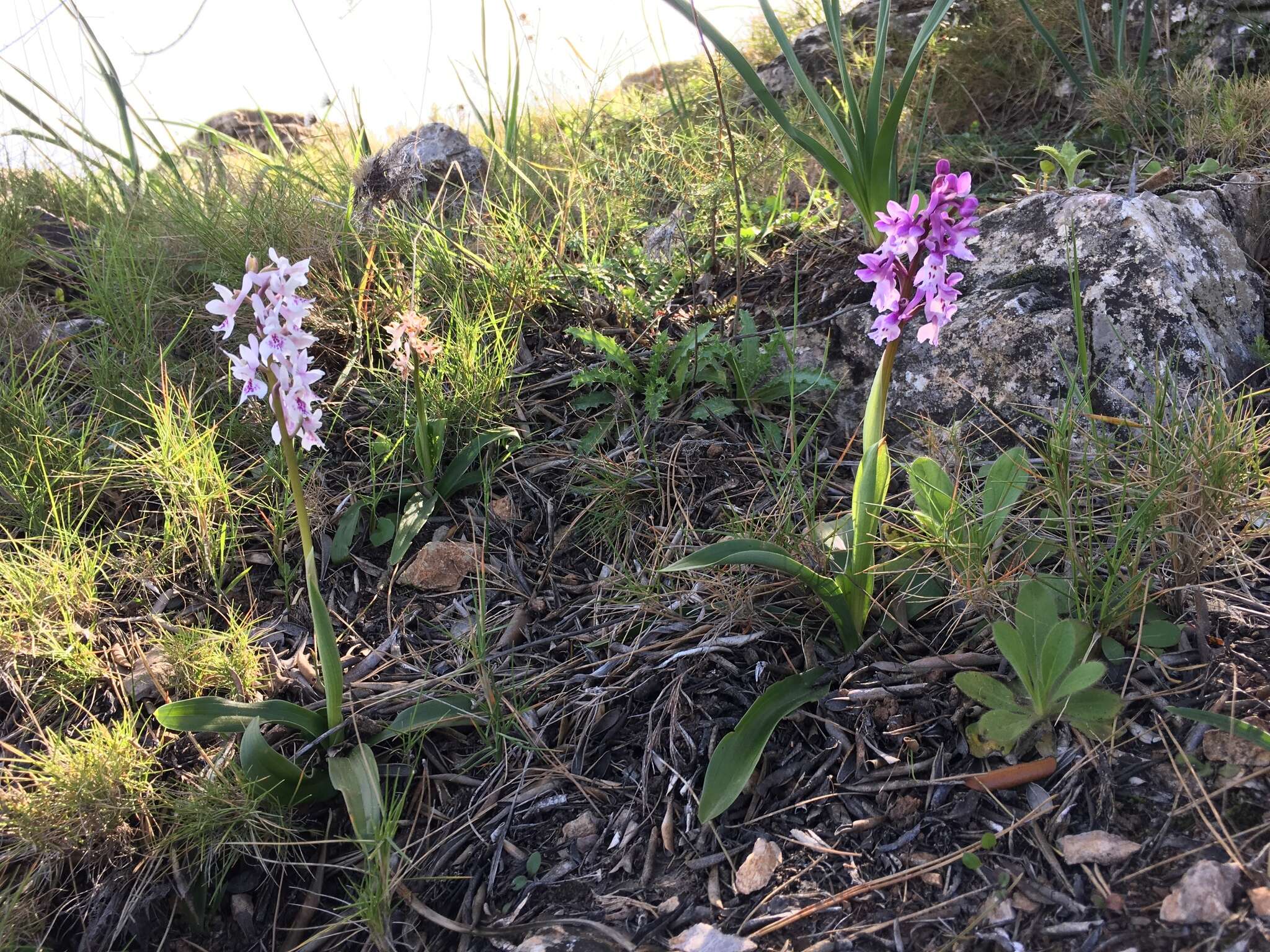 Image of Orchis olbiensis Reut. ex Gren.