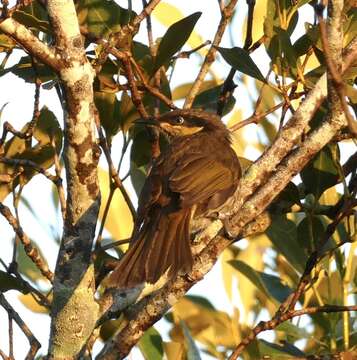 Image of Mangrove Honeyeater