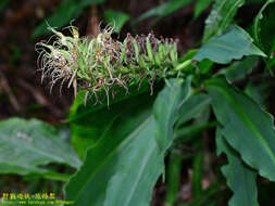 Habenaria pantlingiana Kraenzl. resmi