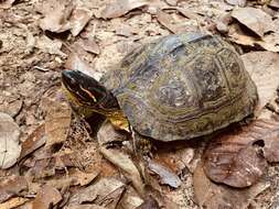 Image of Spot-legged turtle