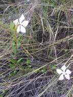 Imagem de Catharanthus lanceus (Boj. ex A. DC.) Pichon