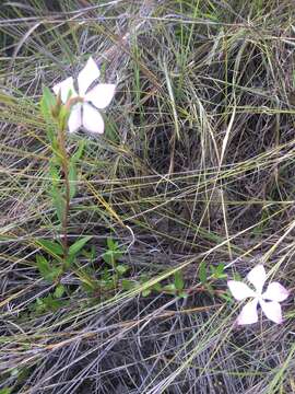 Image de Catharanthus lanceus (Boj. ex A. DC.) Pichon