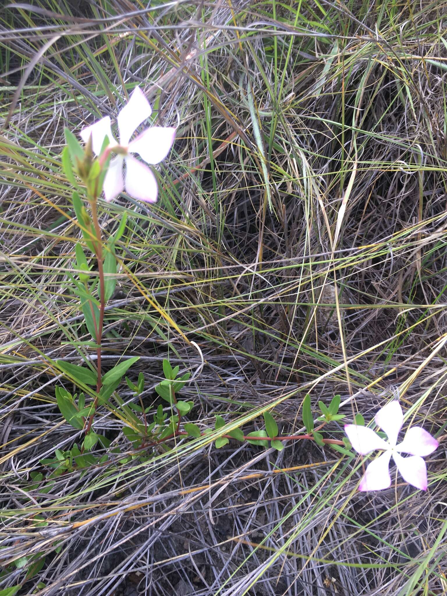 Imagem de Catharanthus lanceus (Boj. ex A. DC.) Pichon