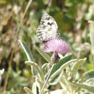 Plancia ëd Melanargia lachesis Hübner 1790