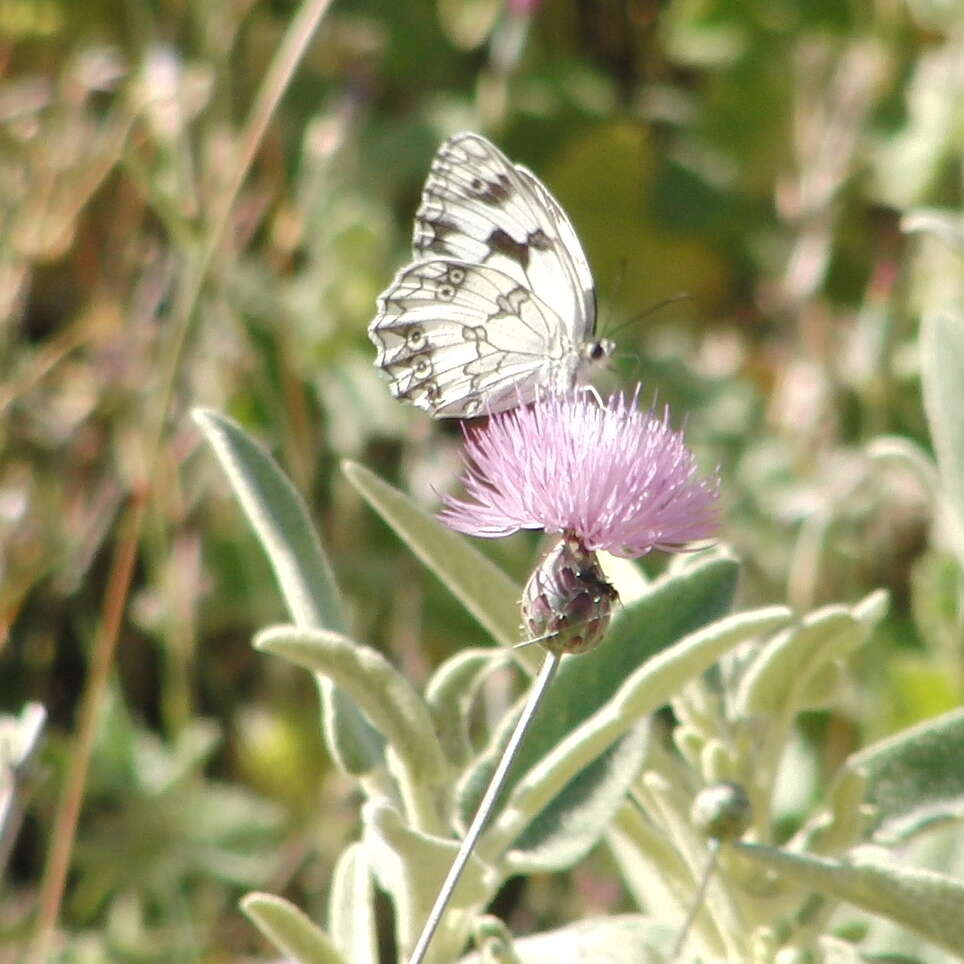 Image of Iberian Marbled White