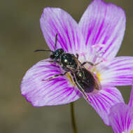 Lasioglossum coeruleum (Robertson 1893) resmi