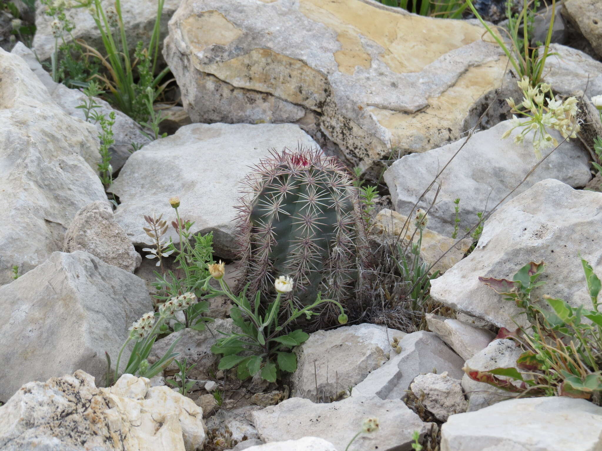 Image de Echinocereus roetteri (Engelm.) Rümpler