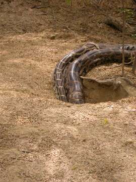 Image of Asiatic rock python