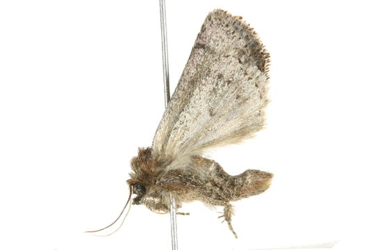 Image of <i>Homorthodes furfurata</i> Grote 1874