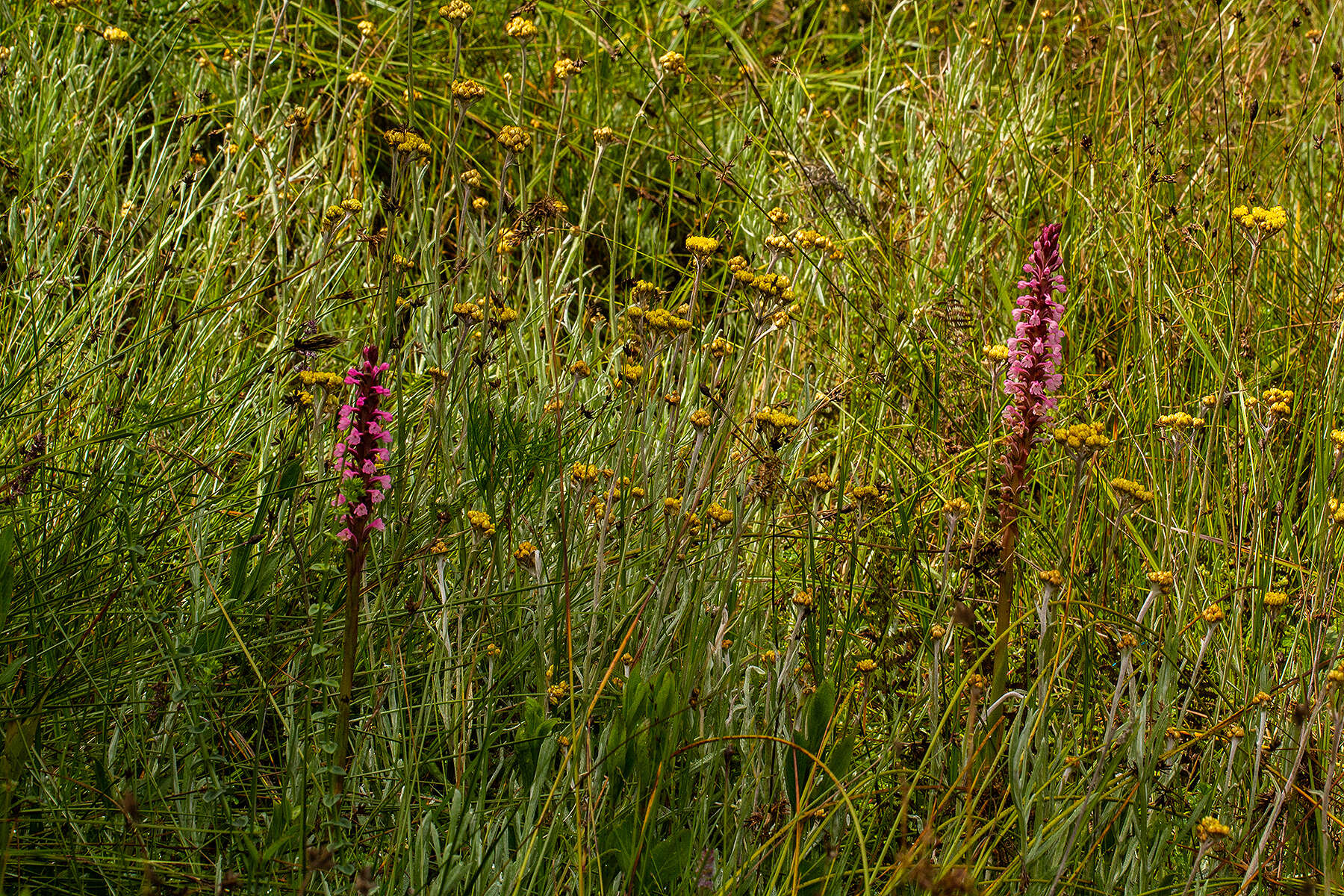 Image of Satyrium crassicaule Rendle