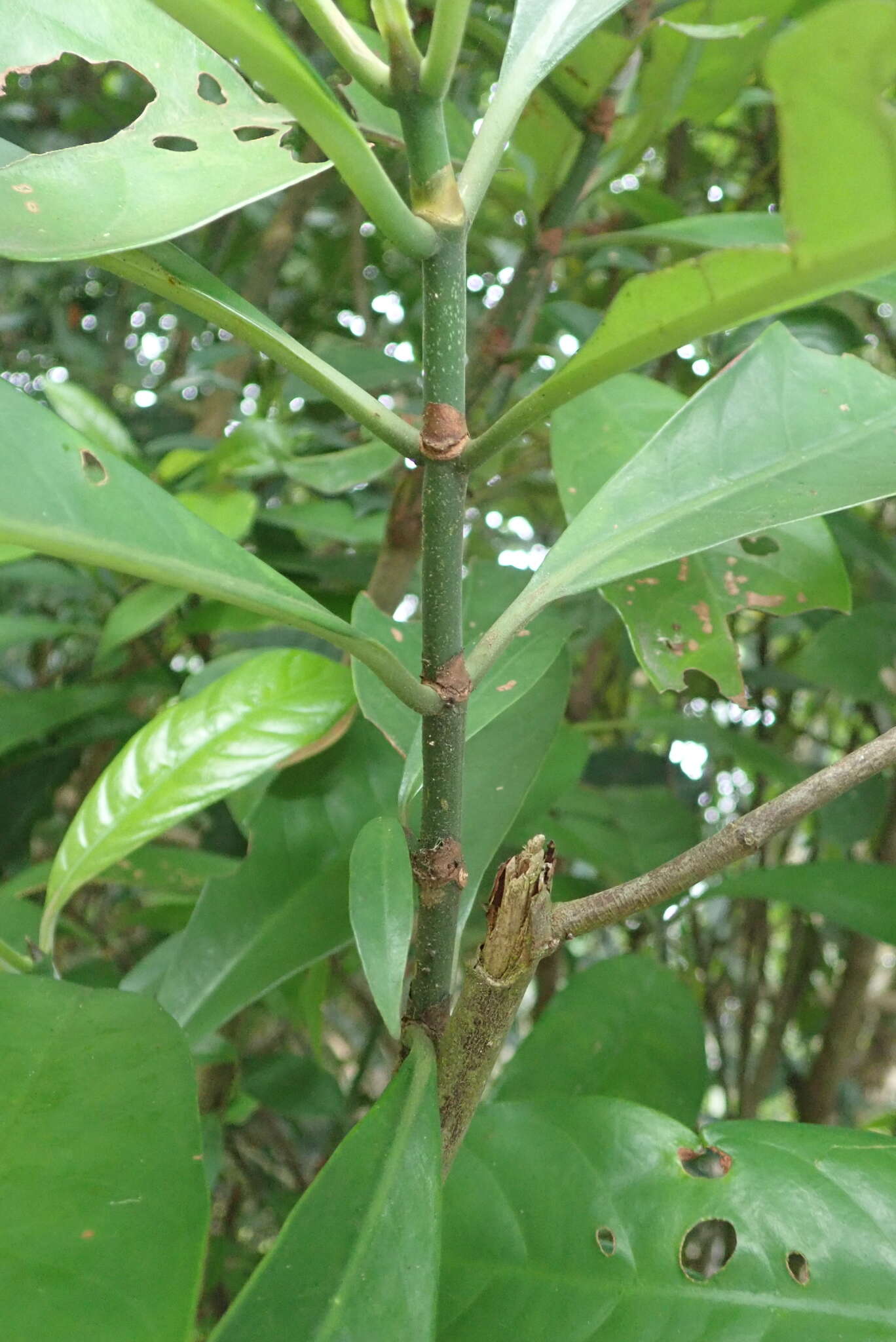 Image of Psychotria asiatica L.