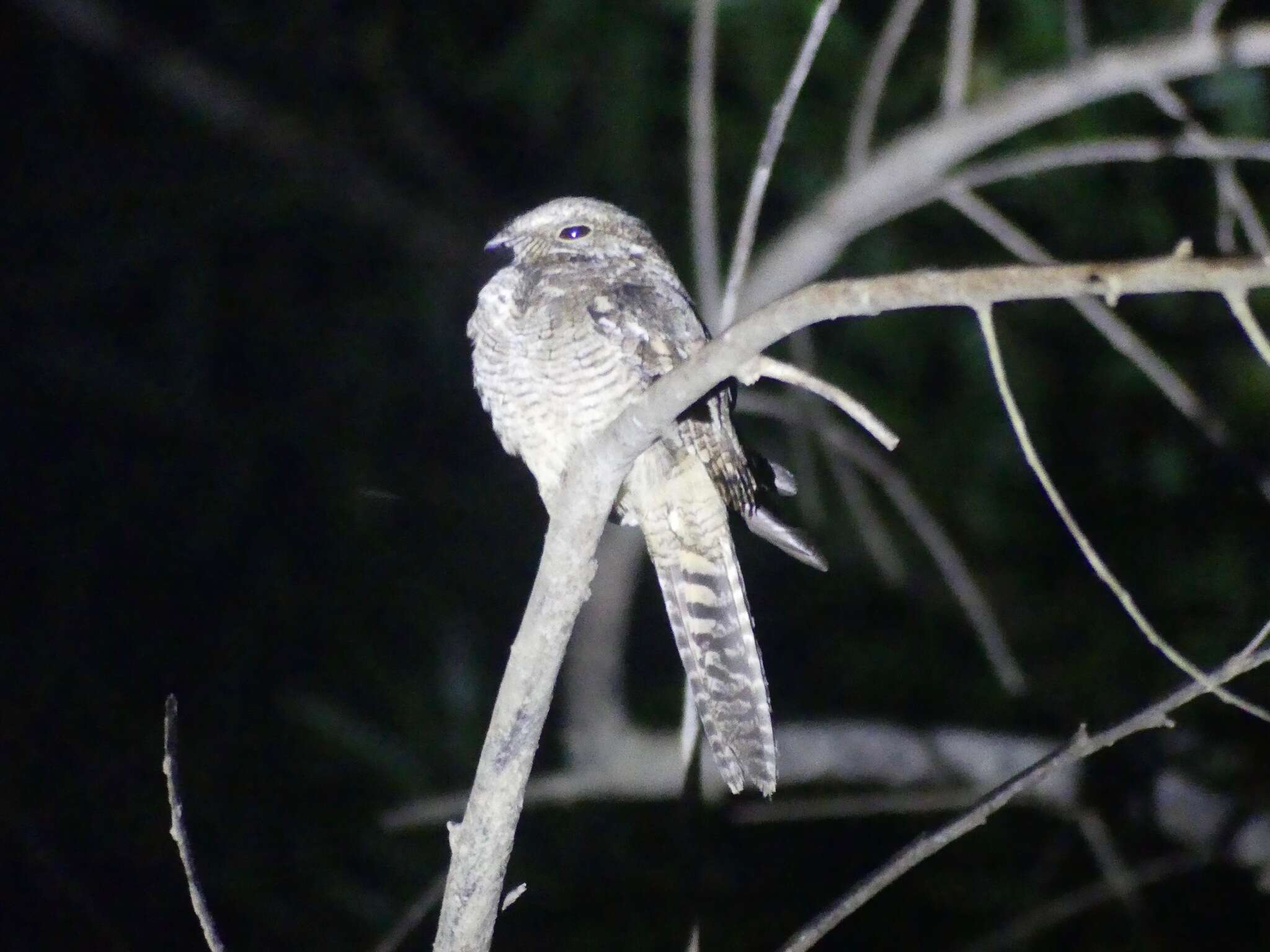 Image of Ladder-tailed Nightjar