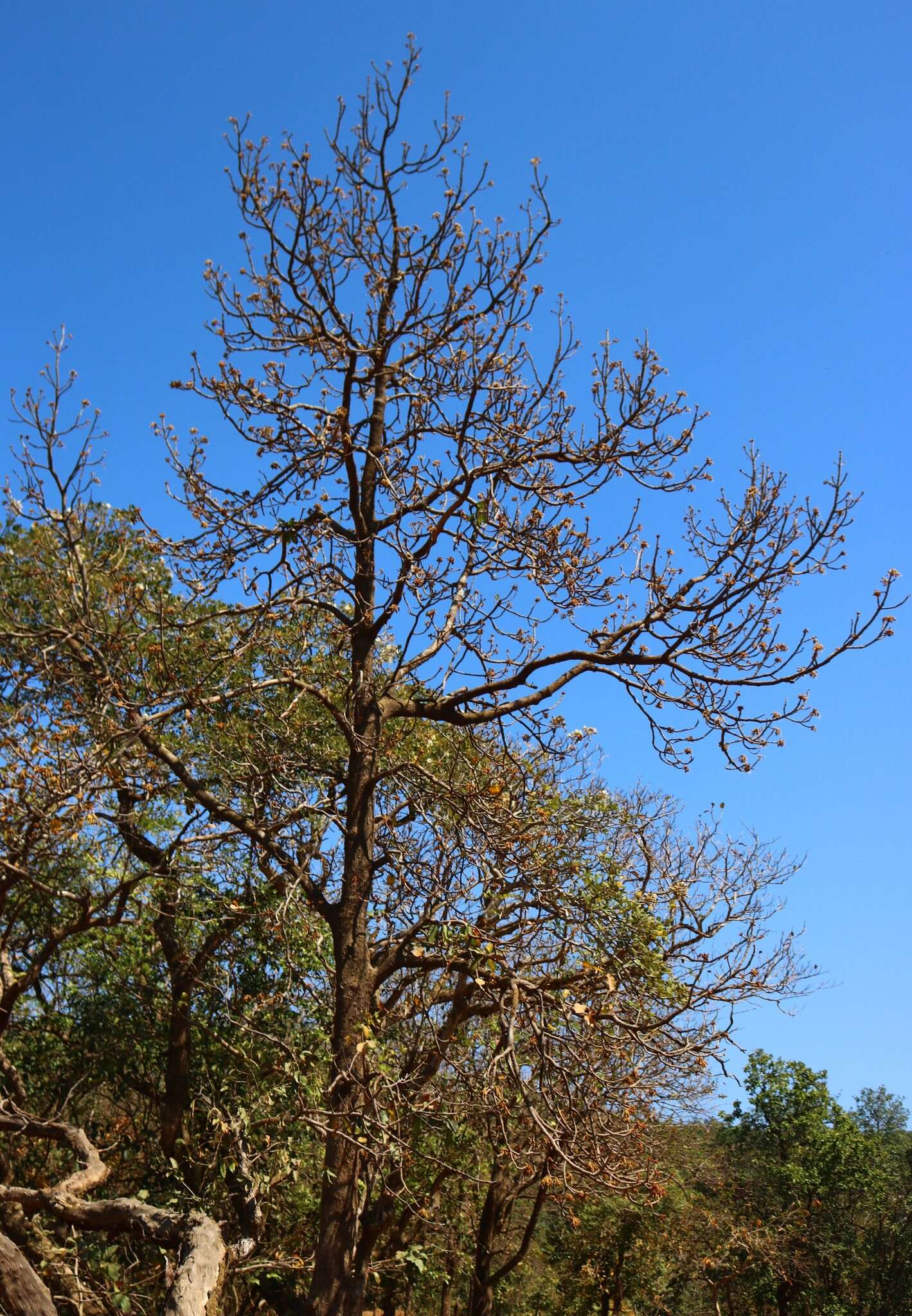 Image of moa tree