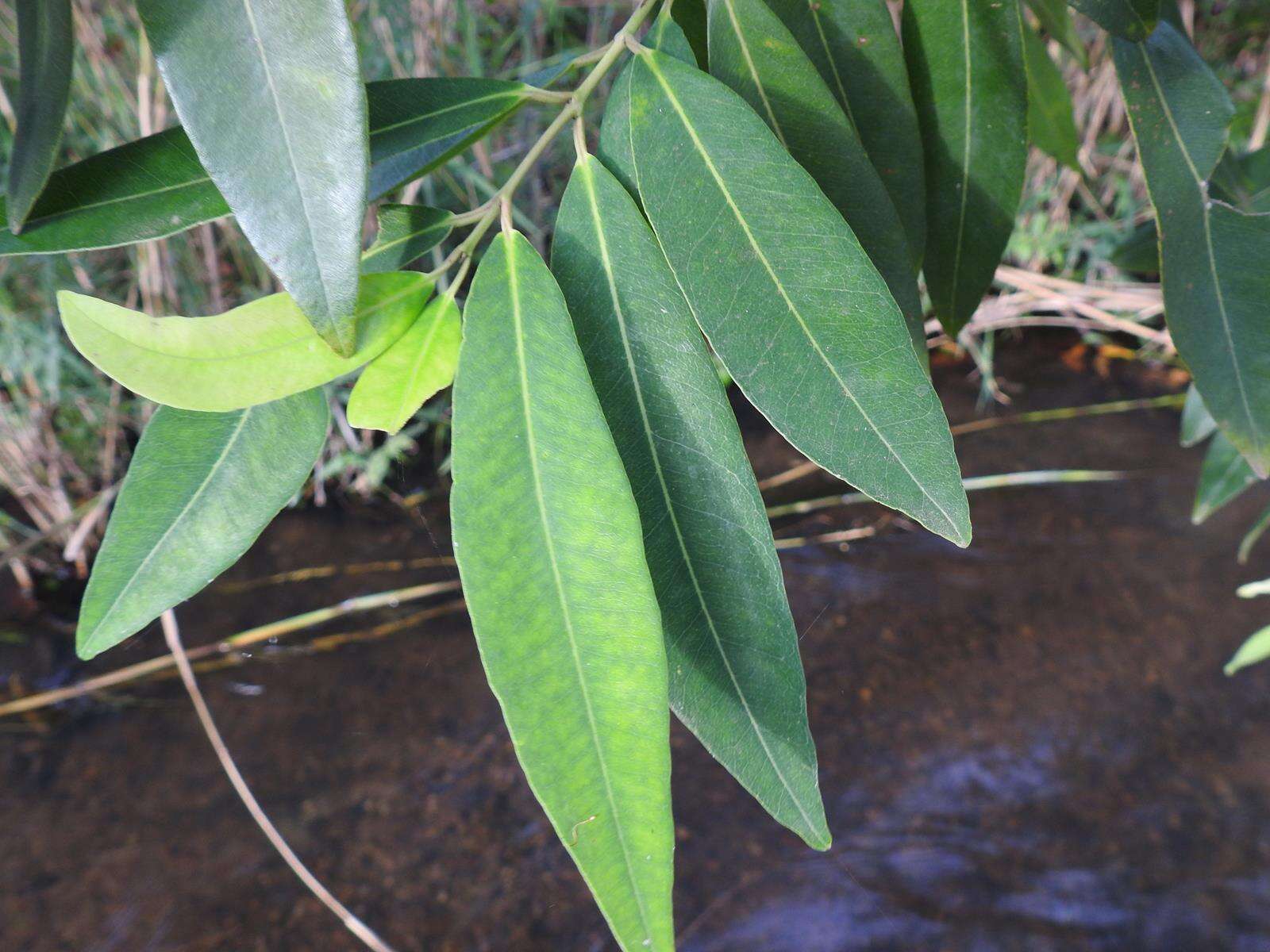 Image of Syzygium komatiense