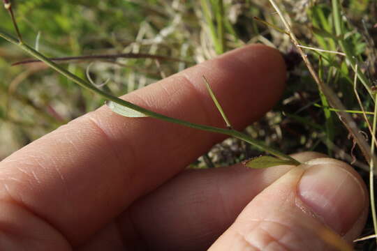 Image of sand-dune rockcress