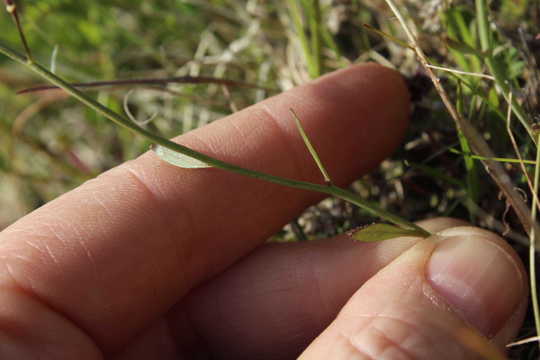 صورة Arabidopsis lyrata subsp. petraea (L.) O'Kane & Al-Shehbaz