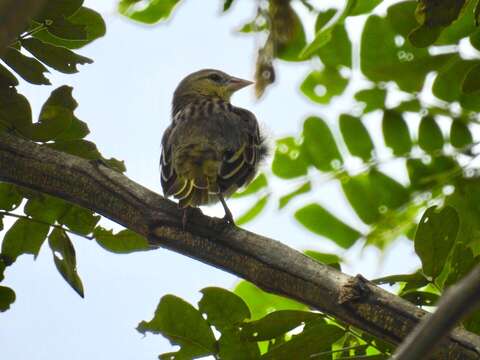 Image of Golden-backed Weaver