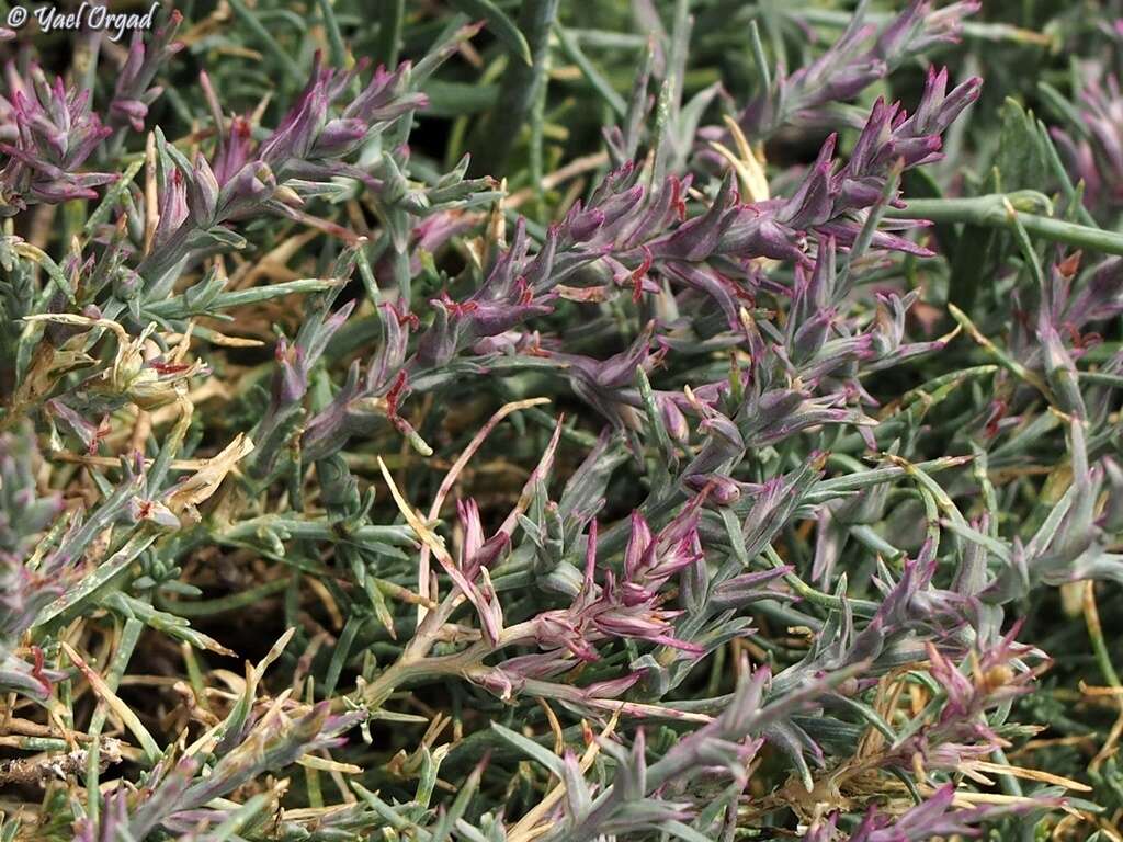 Image of Noaea mucronata subsp. humilis (Boiss.) Danin & Raus