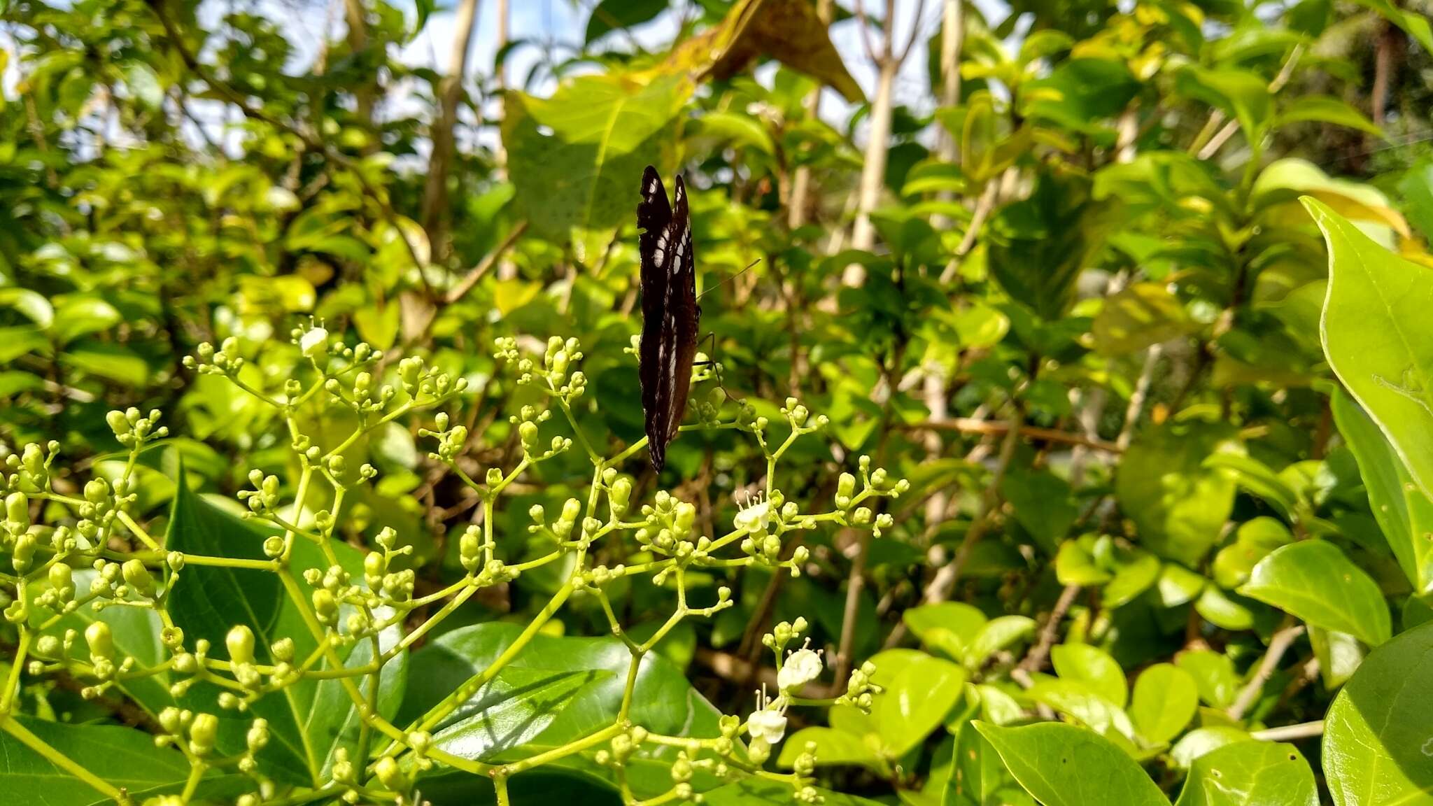 Image of Premna obtusifolia R. Br.