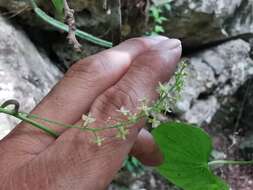 Dioscorea convolvulacea Cham. & Schltdl. resmi