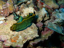 Image of Gold and olive lined slug